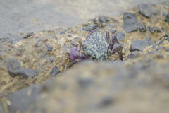Metopograpsus