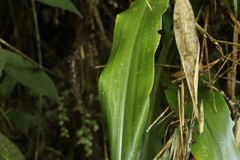 Pitcairnia