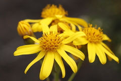 Senecio bipontinii