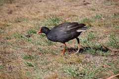 Gallinula tenebrosa tenebrosa