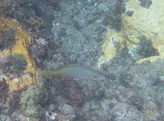 Ocyurus chrysurus