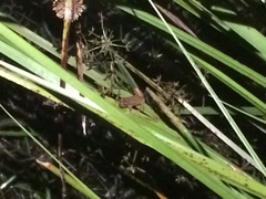 Dendropsophus sanborni