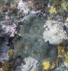Stichodactyla helianthus