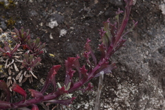 Senecio bipontinii