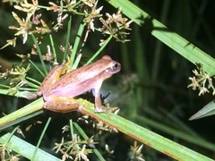 Dendropsophus sanborni