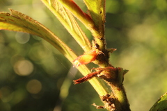 Columnea