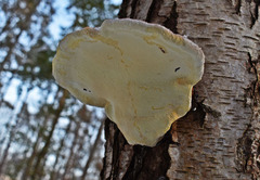 Fomitopsis pinicola