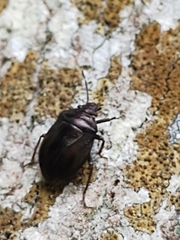 Antiteuchus