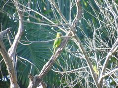 Eupsittula aurea