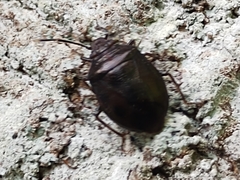 Antiteuchus