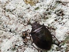 Antiteuchus