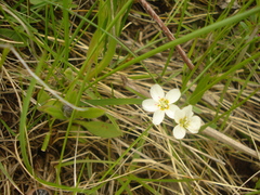 Claytonia lanceolata