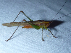 Conocephalus attenuatus