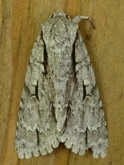 Acronicta lobeliae
