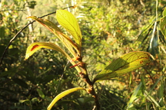 Columnea