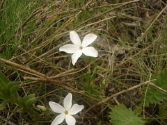 Phlox multiflora