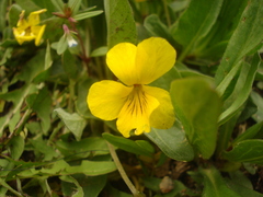 Viola nuttallii
