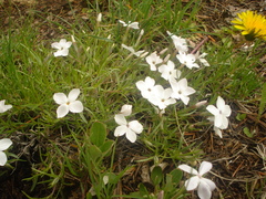 Phlox multiflora