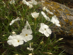 Phlox multiflora
