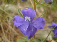 Delphinium bicolor