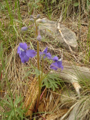 Delphinium bicolor