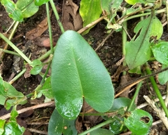 Mickelopteris cordata