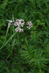 Valeriana transjenisensis