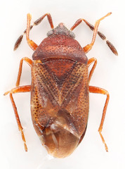 Antillocoris minutus