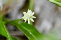 Alternanthera flavescens