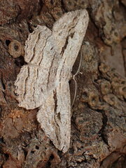 Scioglyptis loxographa