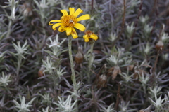 Senecio chilensis