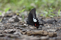 Papilio iswaroides