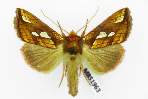 Gold Spot
