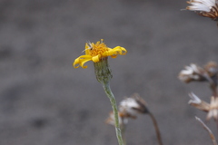 Senecio chilensis