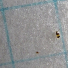 Deuterosminthurus bicinctus