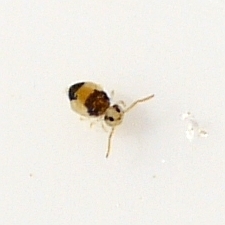 Deuterosminthurus bicinctus