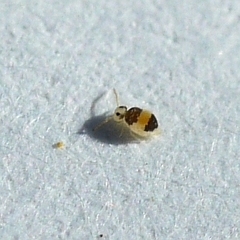 Deuterosminthurus bicinctus