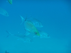 Haemulon maculicauda