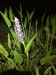 Pontederia cordata