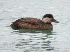Black Scoter photo 2