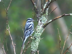 Mniotilta varia