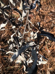 Pterocaulon pycnostachyum