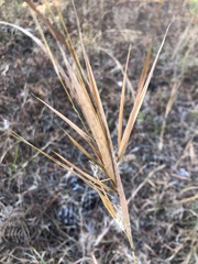 Andropogon gyrans