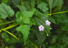 Commicarpus chinensis