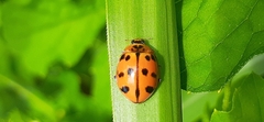 Harmonia octomaculata