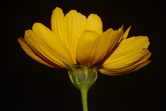 Thelesperma nuecense