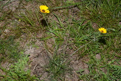 Thelesperma nuecense