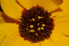 Thelesperma nuecense