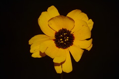 Thelesperma nuecense