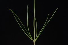 Thelesperma nuecense